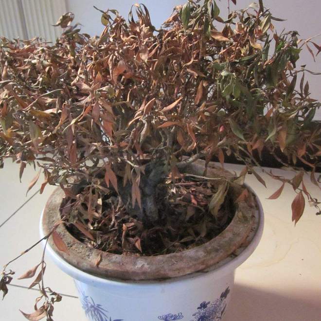 家里有这5种物品一定要尽早处理掉！凯发国际平台俗话说：“财不入脏屋”(图3)